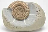 Beautiful, Ammonite (Arnioceras) Fossil - England #206503-1